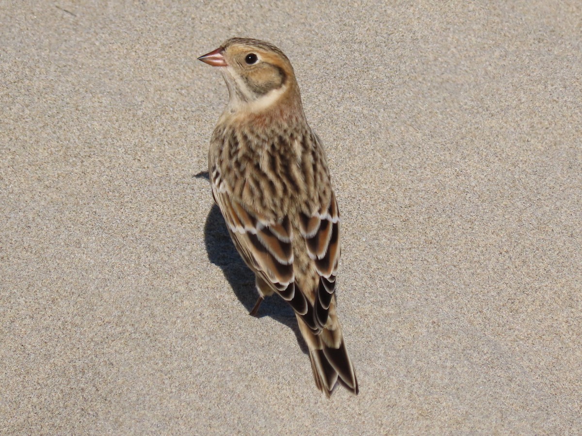 Lapland Longspur - ML381465981