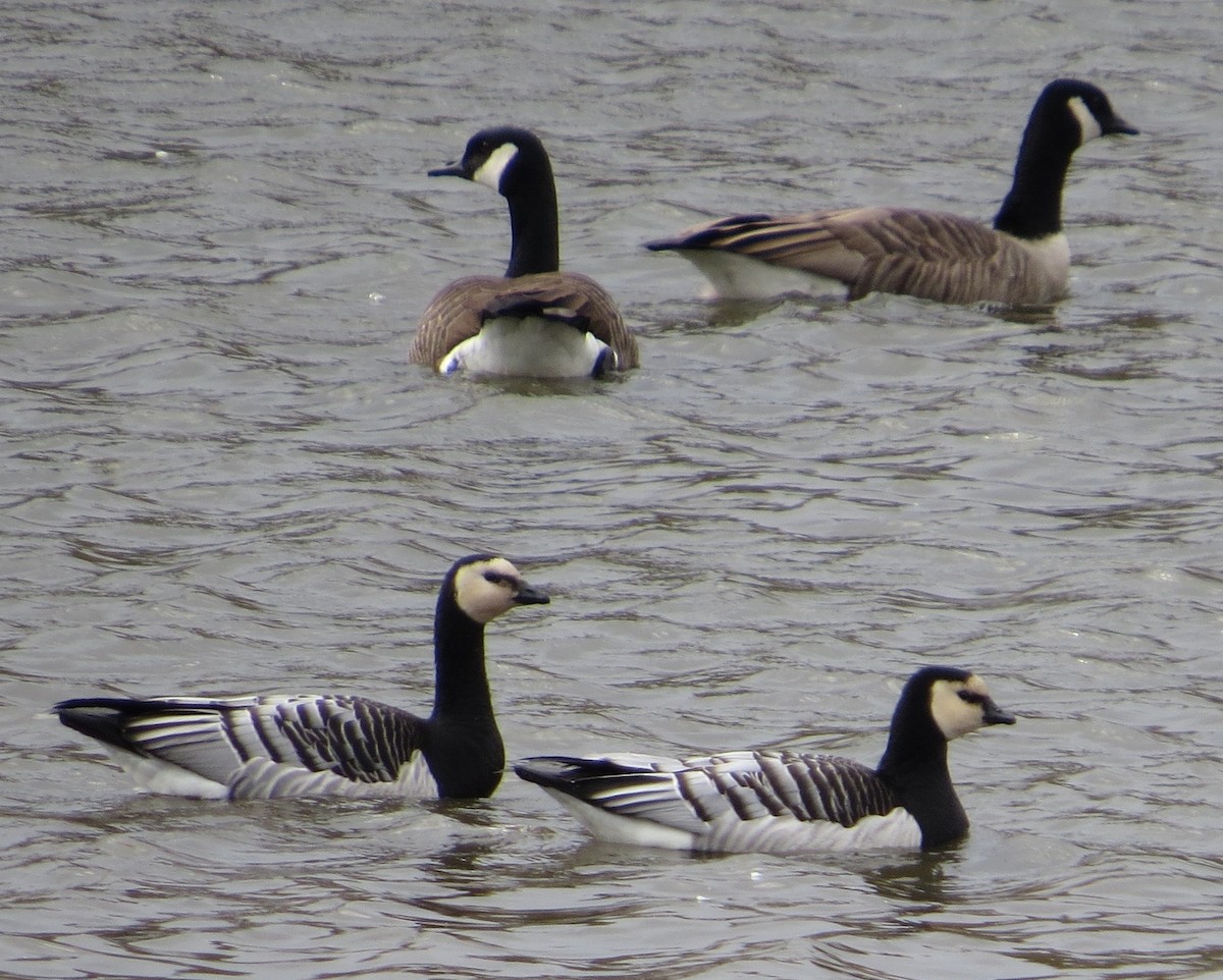 Barnacle Goose - ML38146731