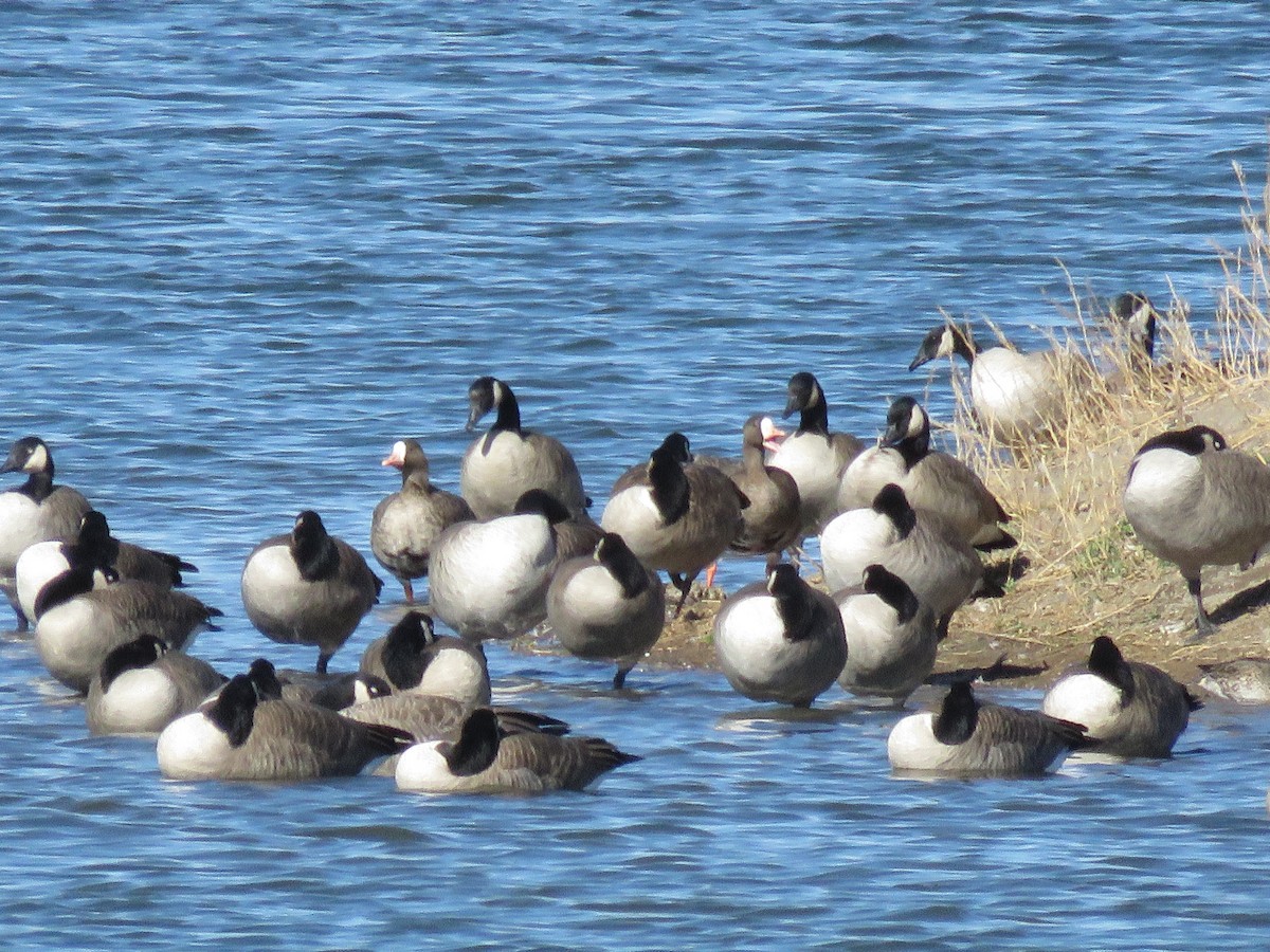 tundragås - ML381467651