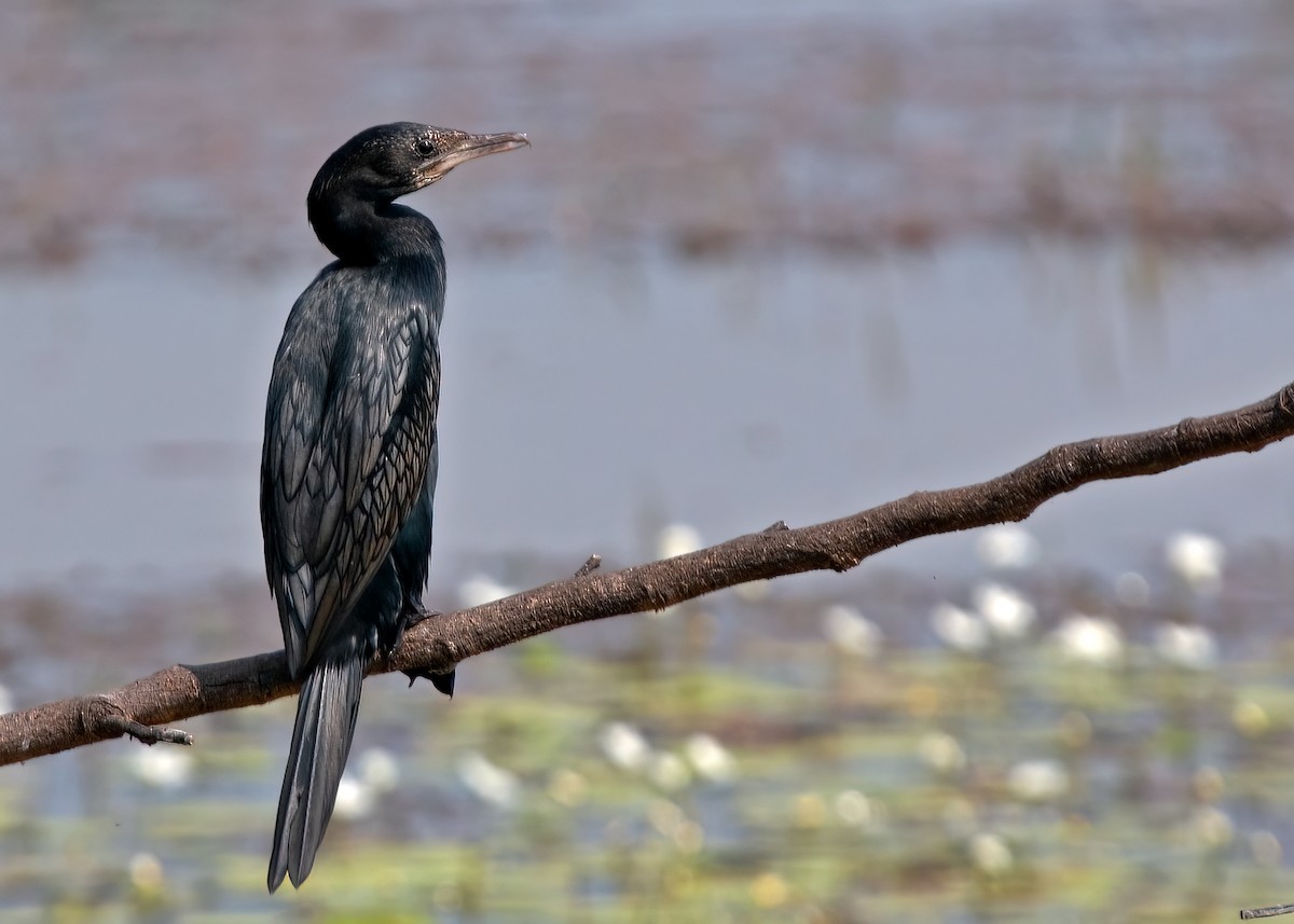 Indian Cormorant - ML381467901