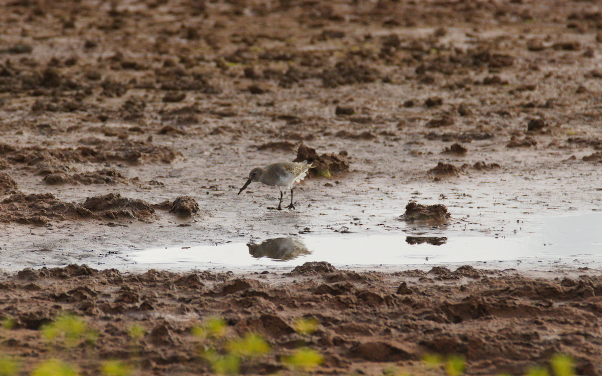 Dunlin - Bobby  Brittingham