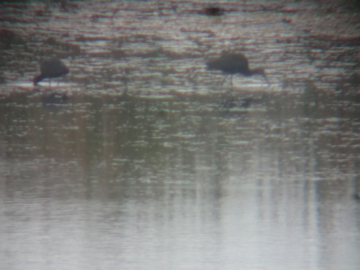 Glossy/White-faced Ibis - ML381470571