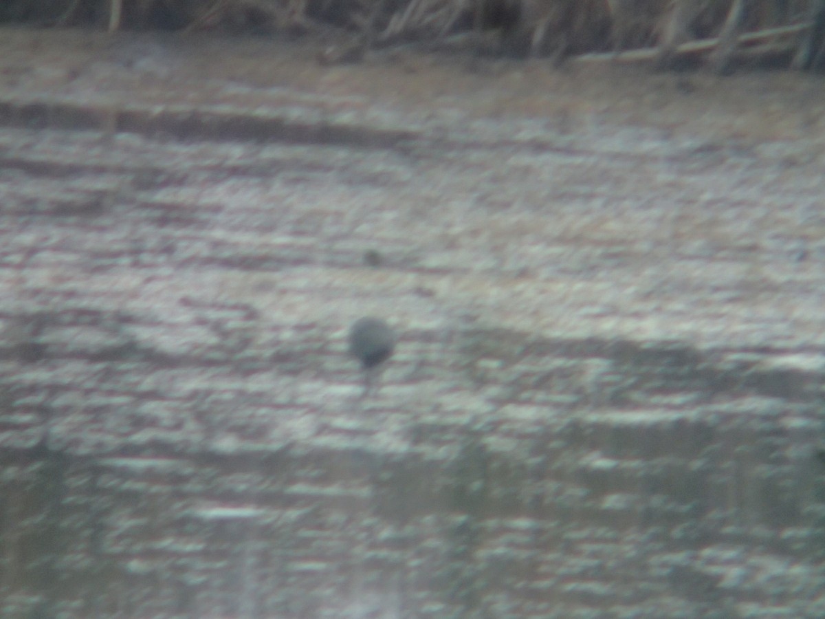 Glossy/White-faced Ibis - ML381470581