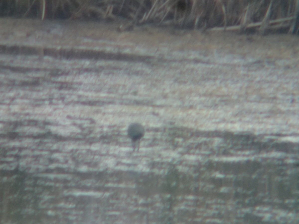 Glossy/White-faced Ibis - ML381470591