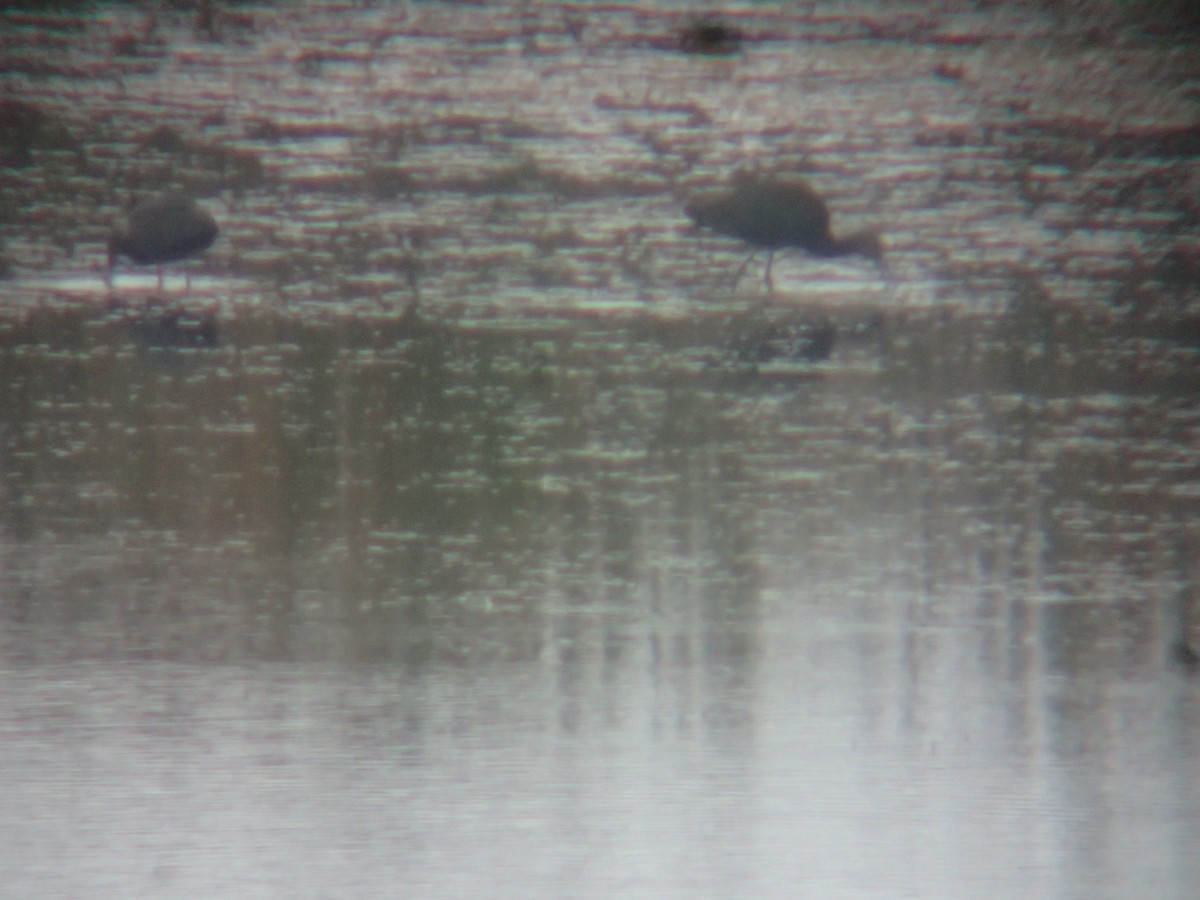 Glossy/White-faced Ibis - ML381470601