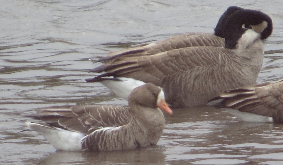 Greater White-fronted Goose - ML38147071