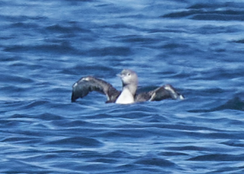 Red-throated Loon - ML381471181