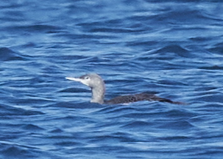 Red-throated Loon - ML381471191