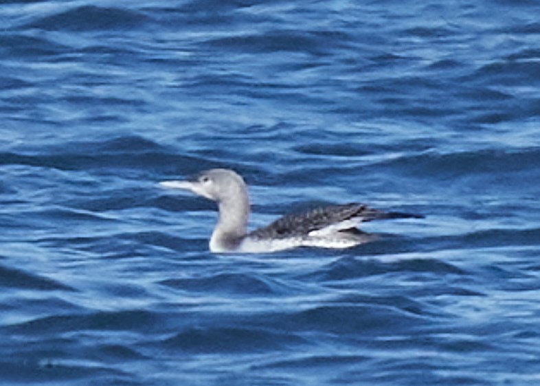 Red-throated Loon - ML381471201