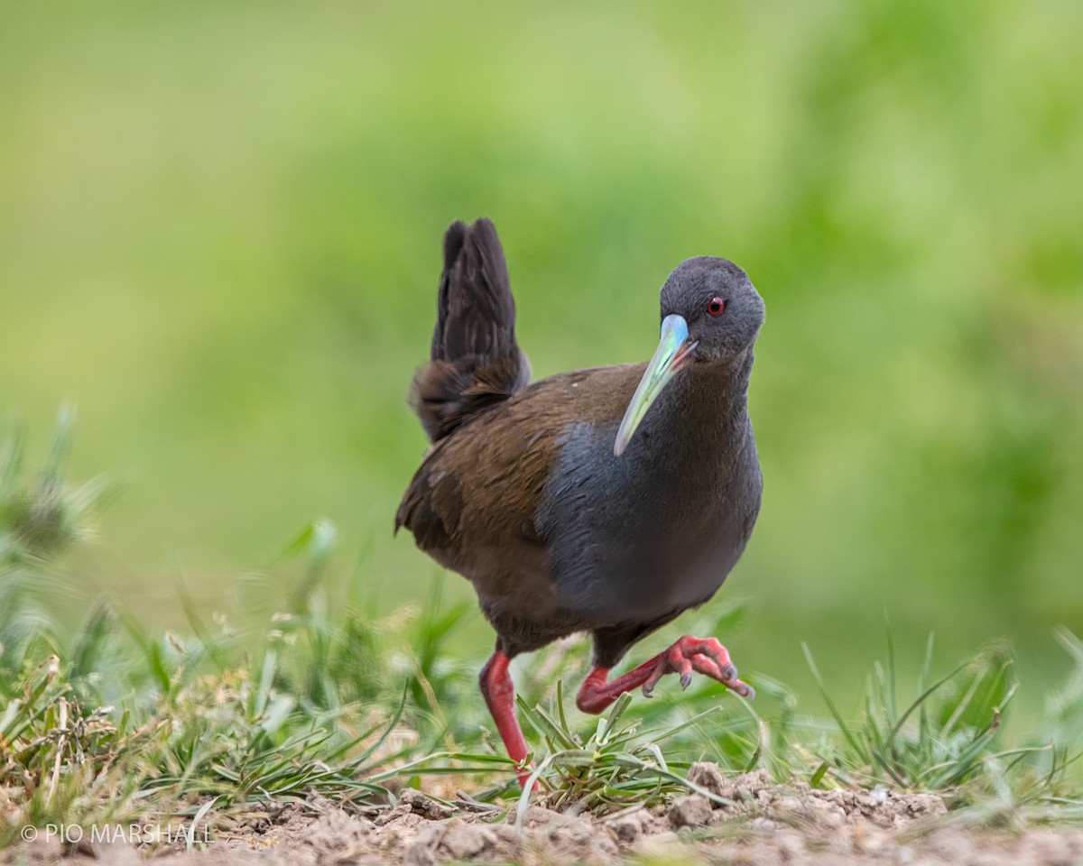 Plumbeous Rail - ML381471341