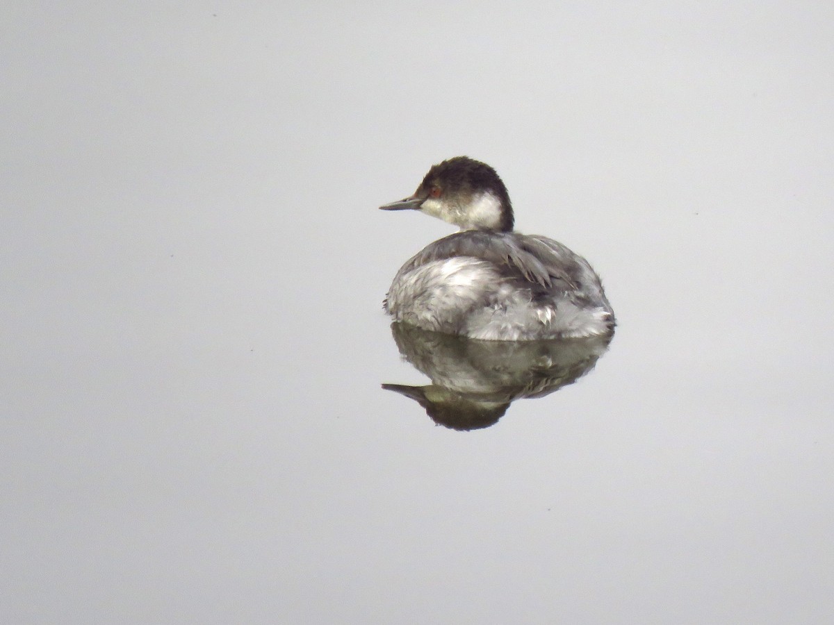 Eared Grebe - ML381472251