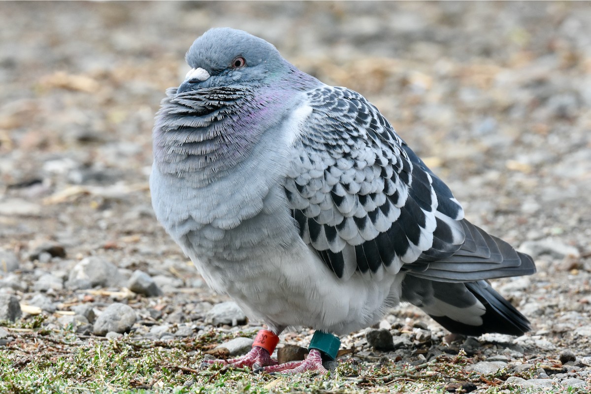 Rock Pigeon (Feral Pigeon) - ML381473101