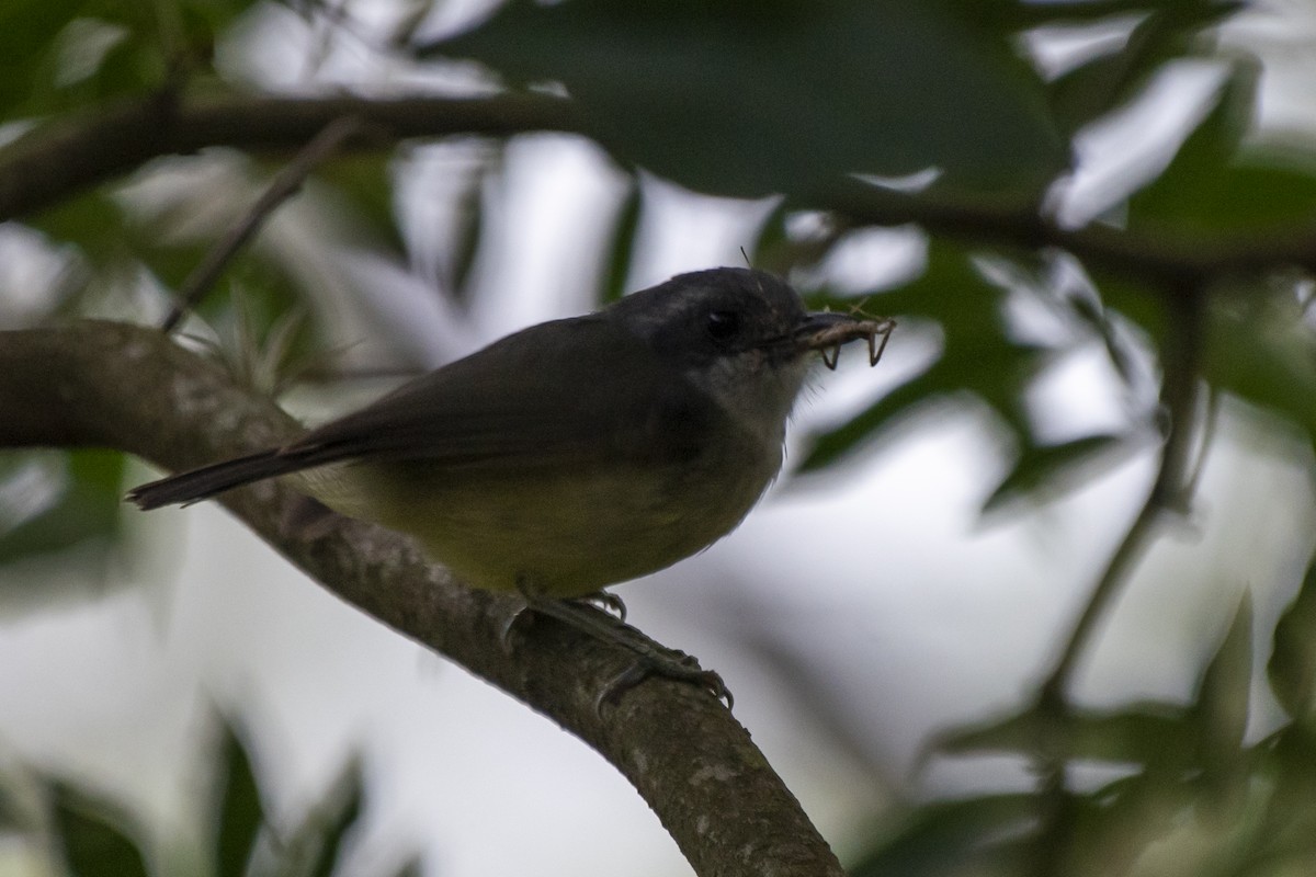 Plain Antvireo - ML381473771