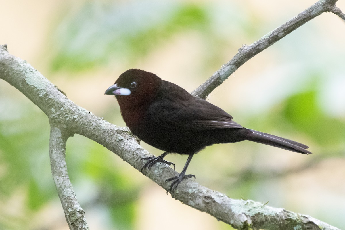 Silver-beaked Tanager - Luiz Carlos Ramassotti