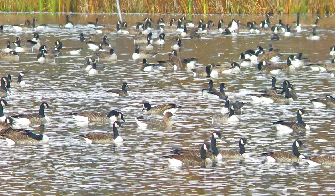 Pink-footed Goose - ML381474151