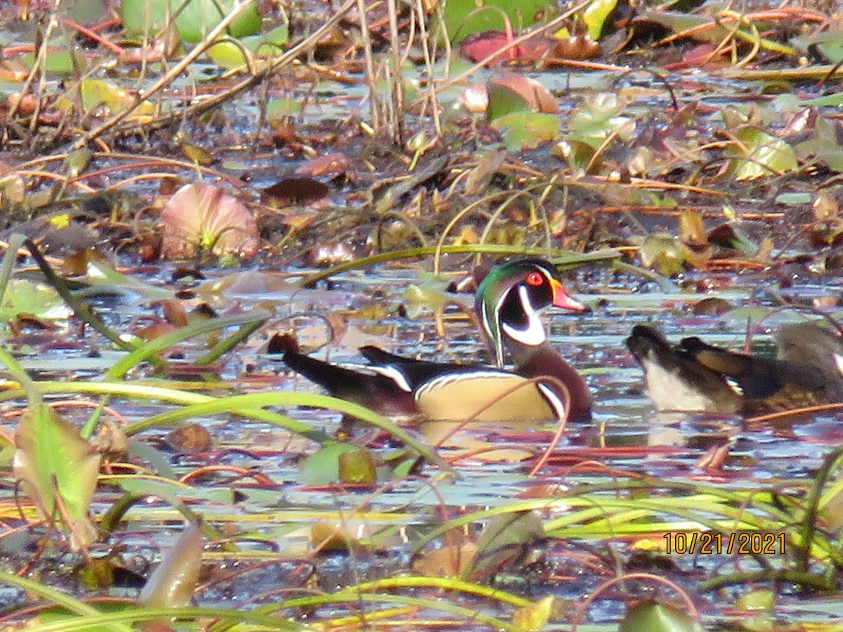 Wood Duck - ML381475411