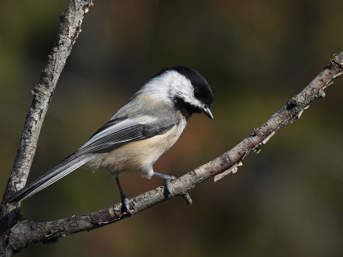 Black-capped Chickadee - ML381476521