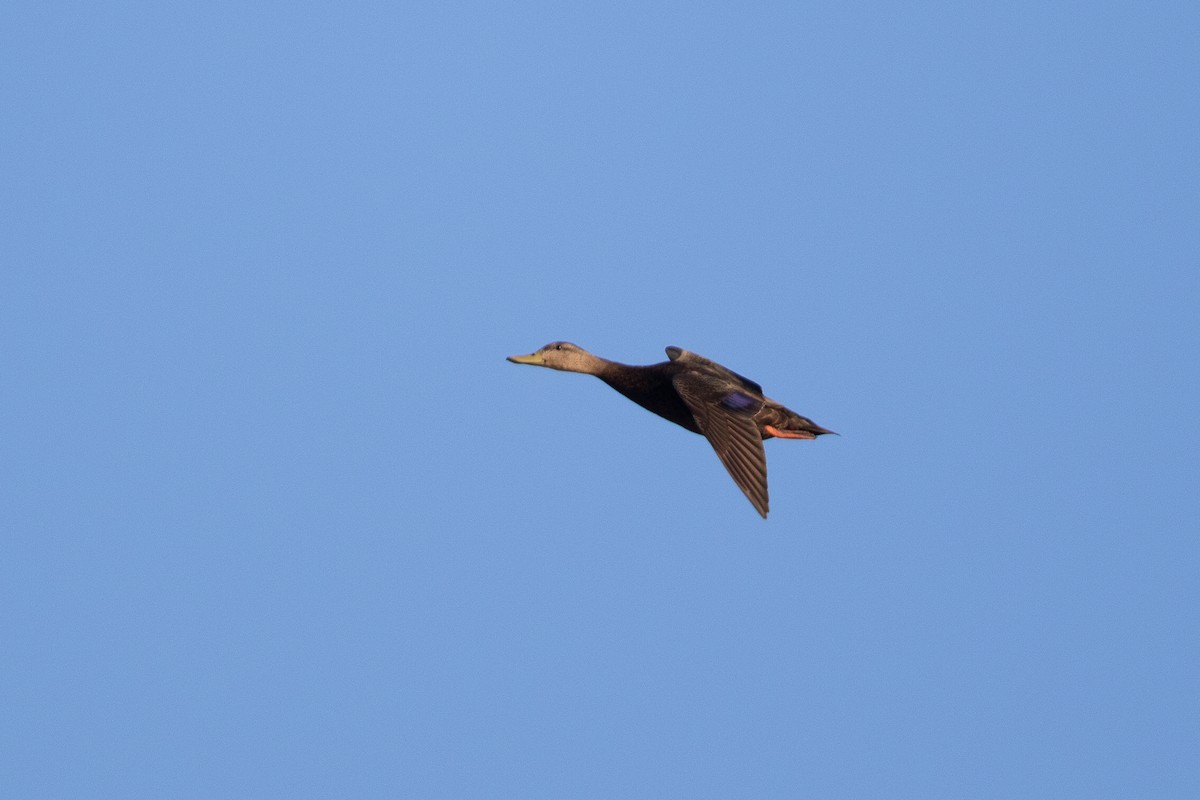 American Black Duck - ML381477211