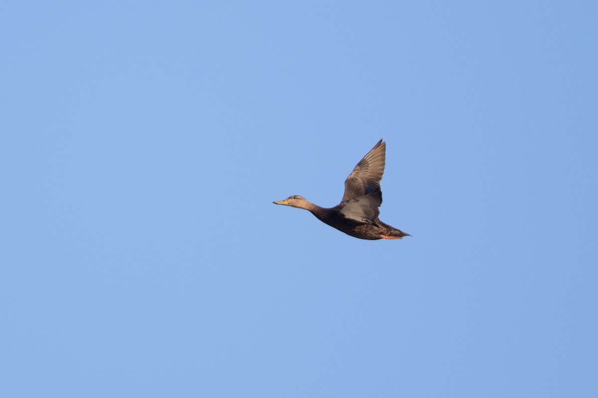 American Black Duck - ML381477261