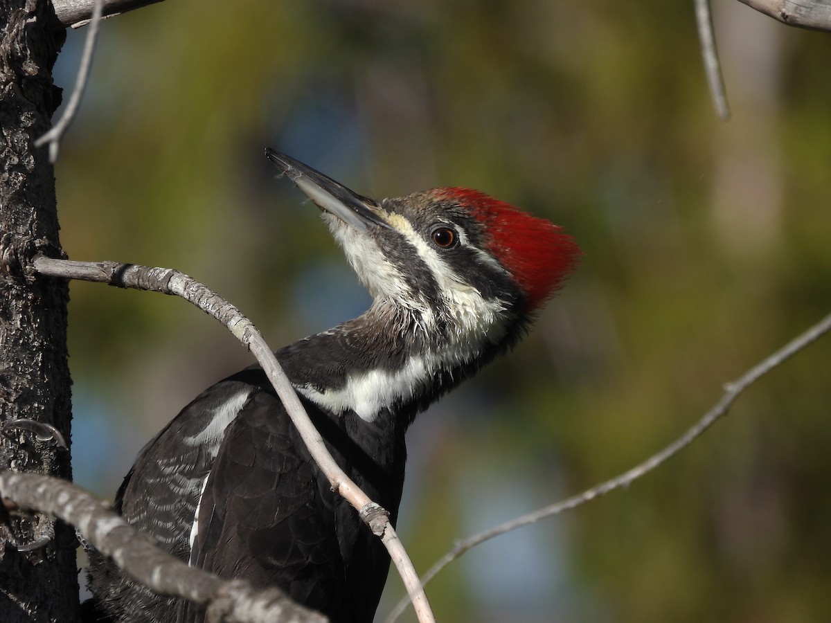 Pileated Woodpecker - ML381478451