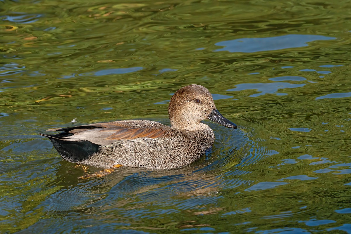 Gadwall - Barbara Swanson