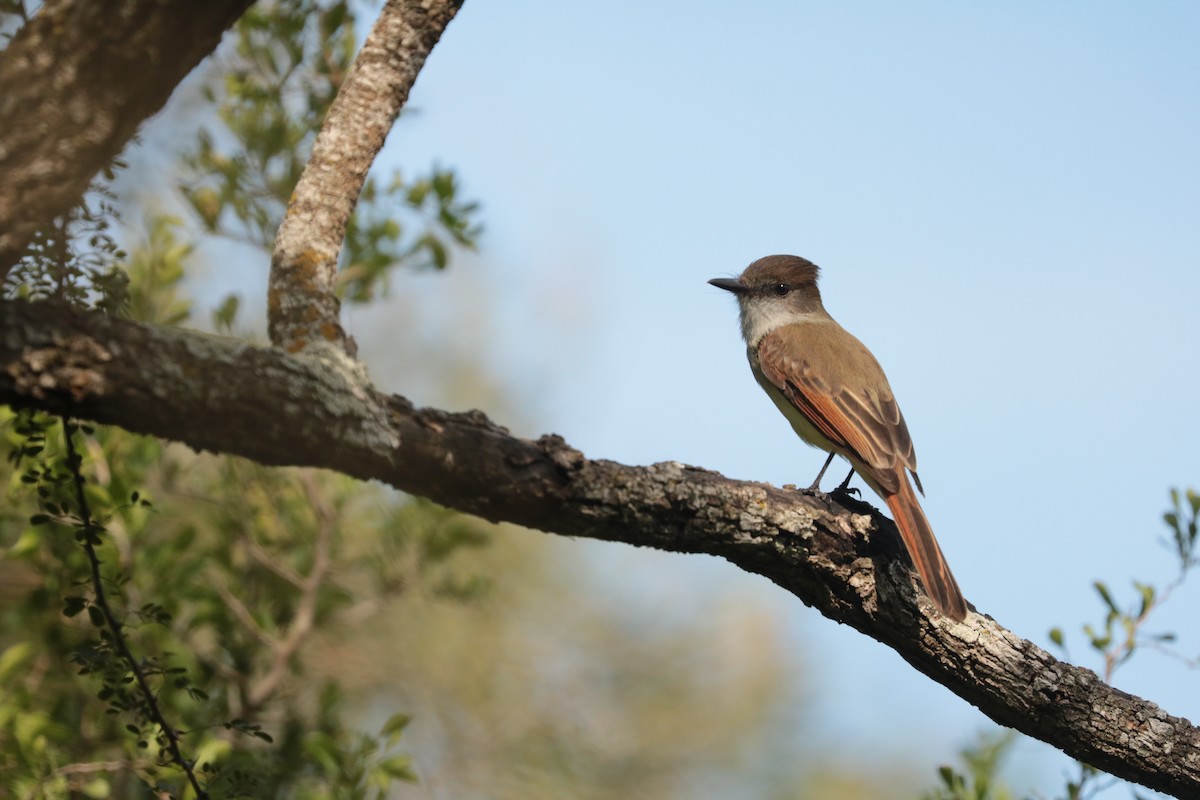 Dusky-capped Flycatcher (lawrenceii Group) - ML381478831