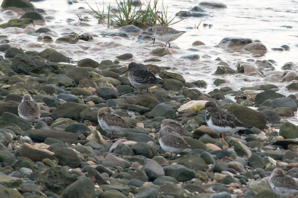 Purple Sandpiper - John C. Mittermeier