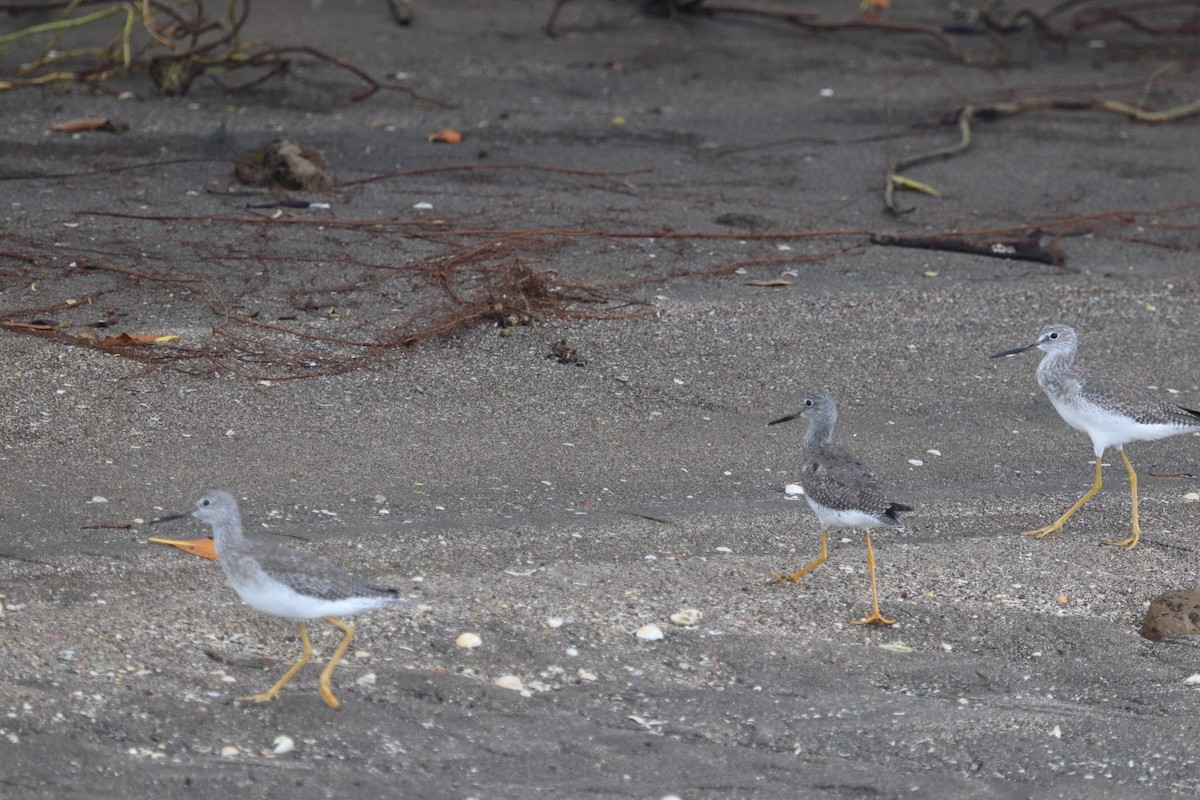 Greater Yellowlegs - ML381480731