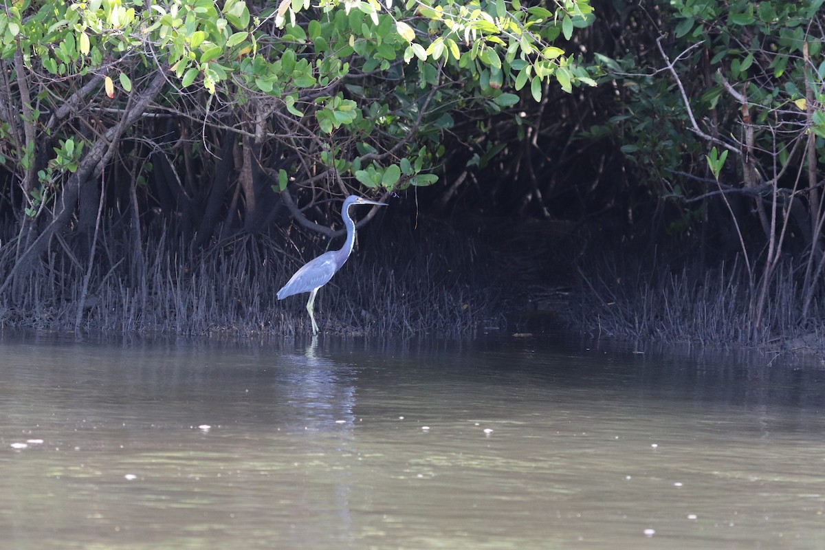 Tricolored Heron - ML381481481