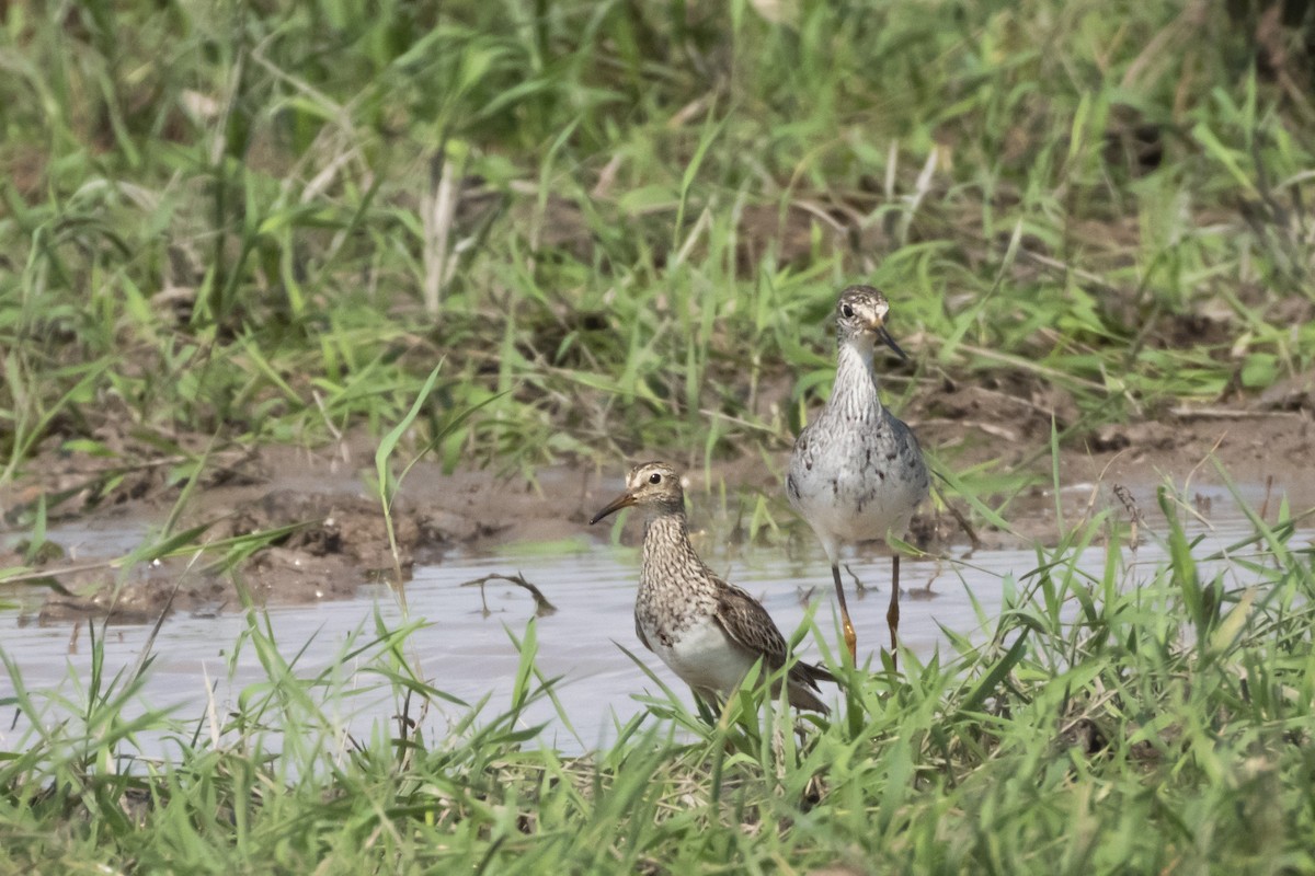 Graubrust-Strandläufer - ML381481951