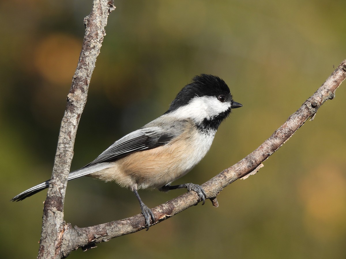 Black-capped Chickadee - ML381482051