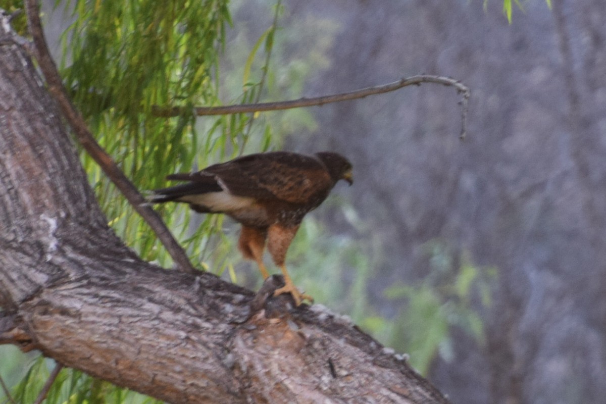 Harris's Hawk - Gabriele Vallejos