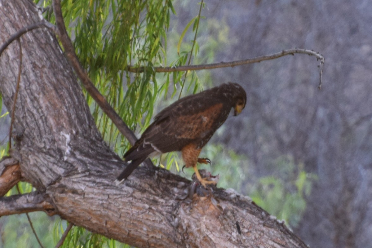 栗翅鷹 - ML38148221