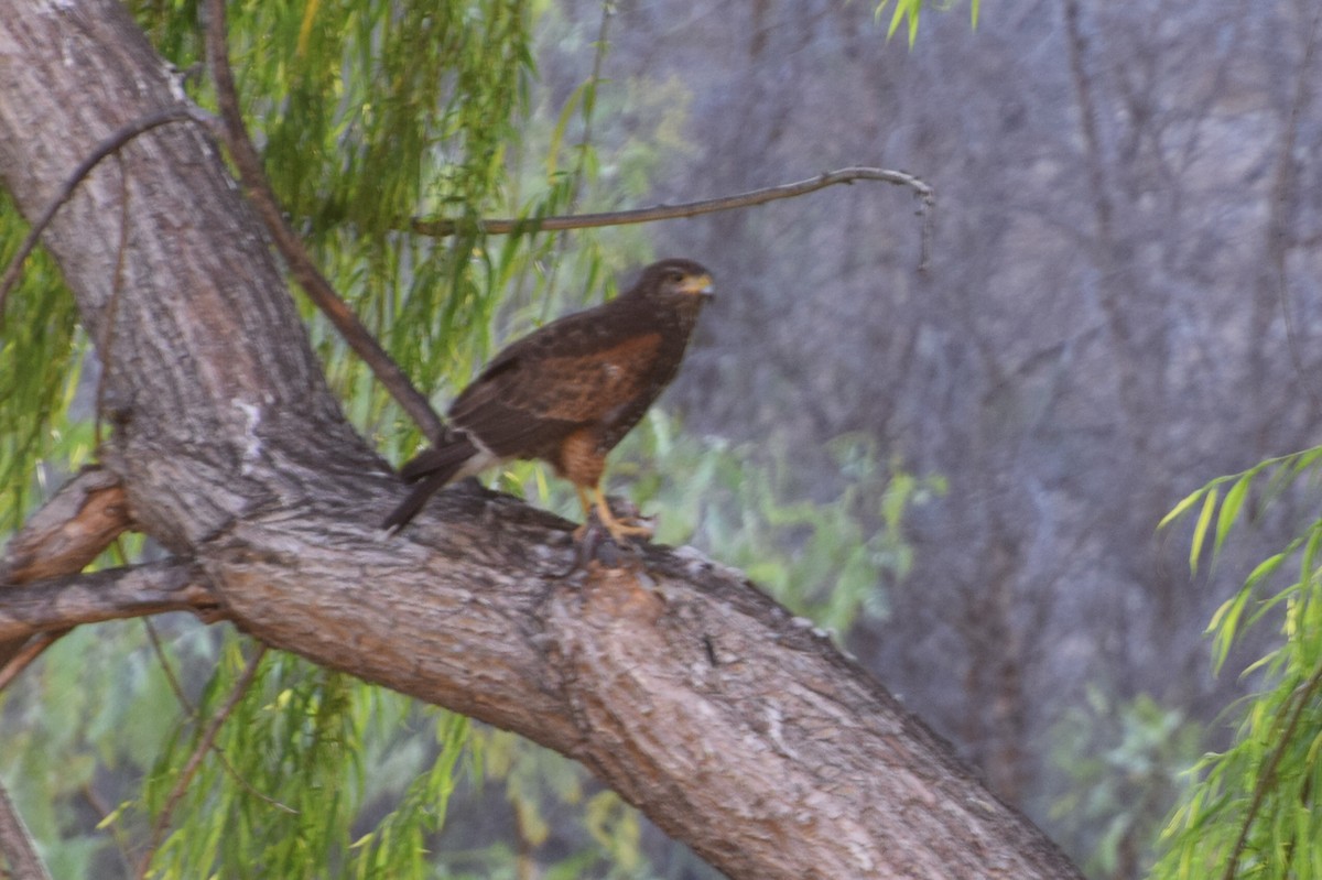 Harris's Hawk - Gabriele Vallejos