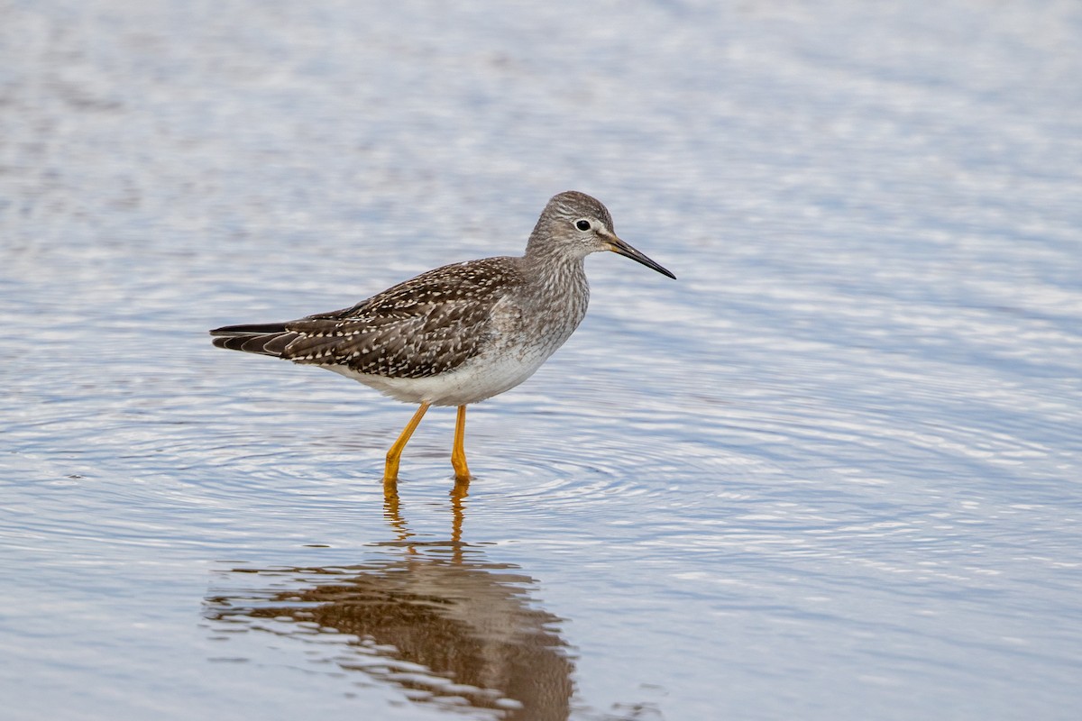 Lesser Yellowlegs - ML381482411