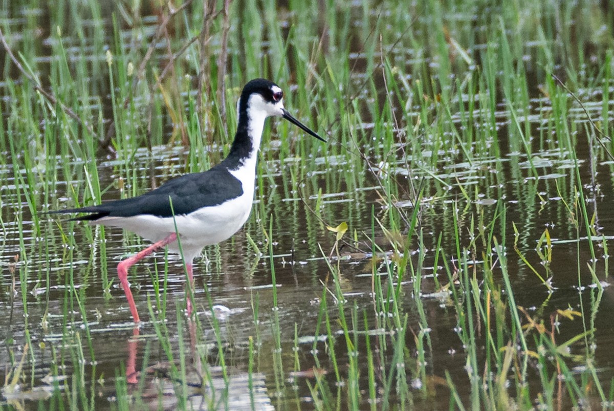 Schwarznacken-Stelzenläufer (mexicanus) - ML381482571