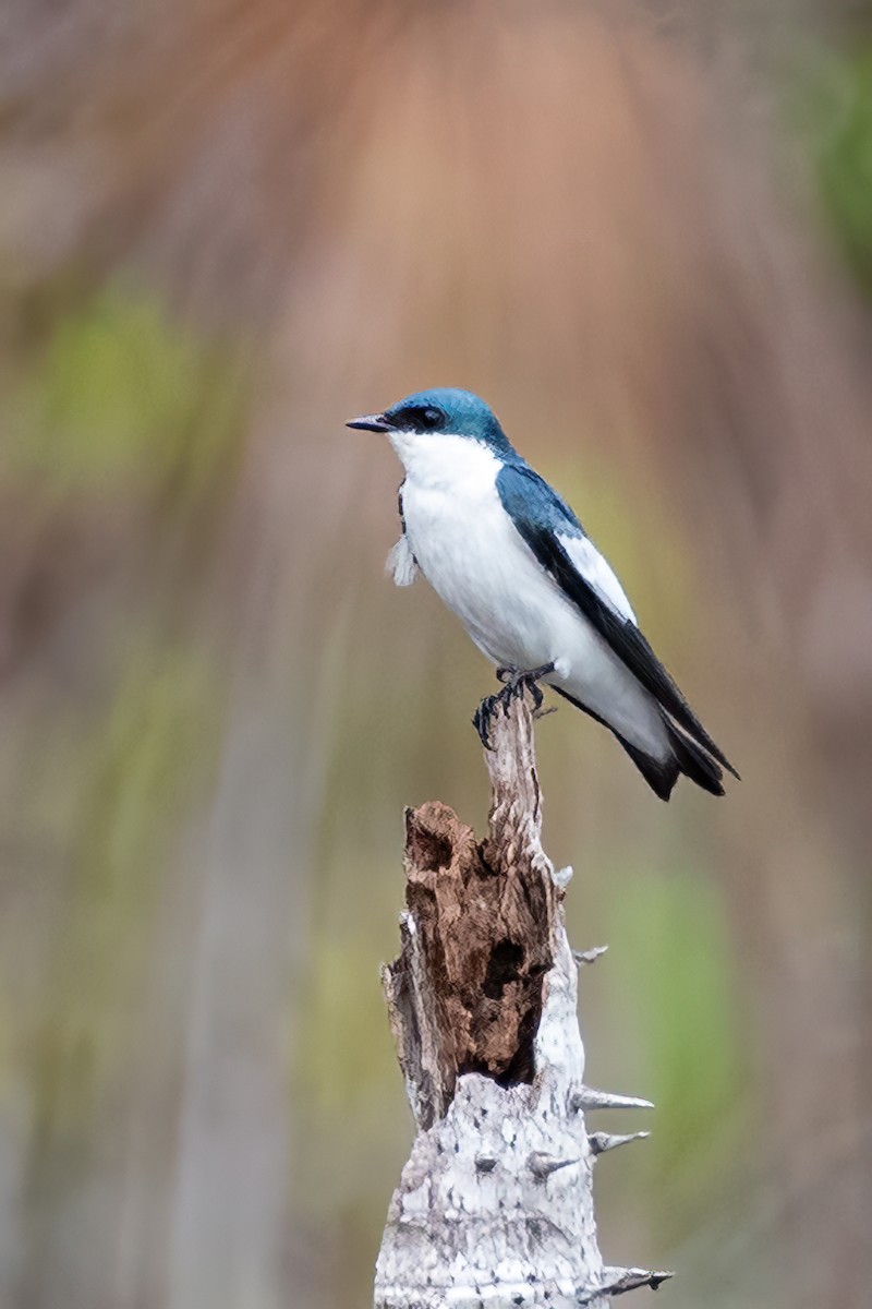 Golondrina Aliblanca - ML381483011