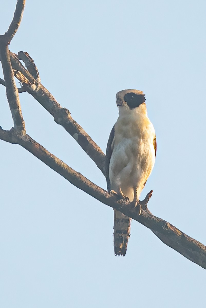 Laughing Falcon - ML381483191