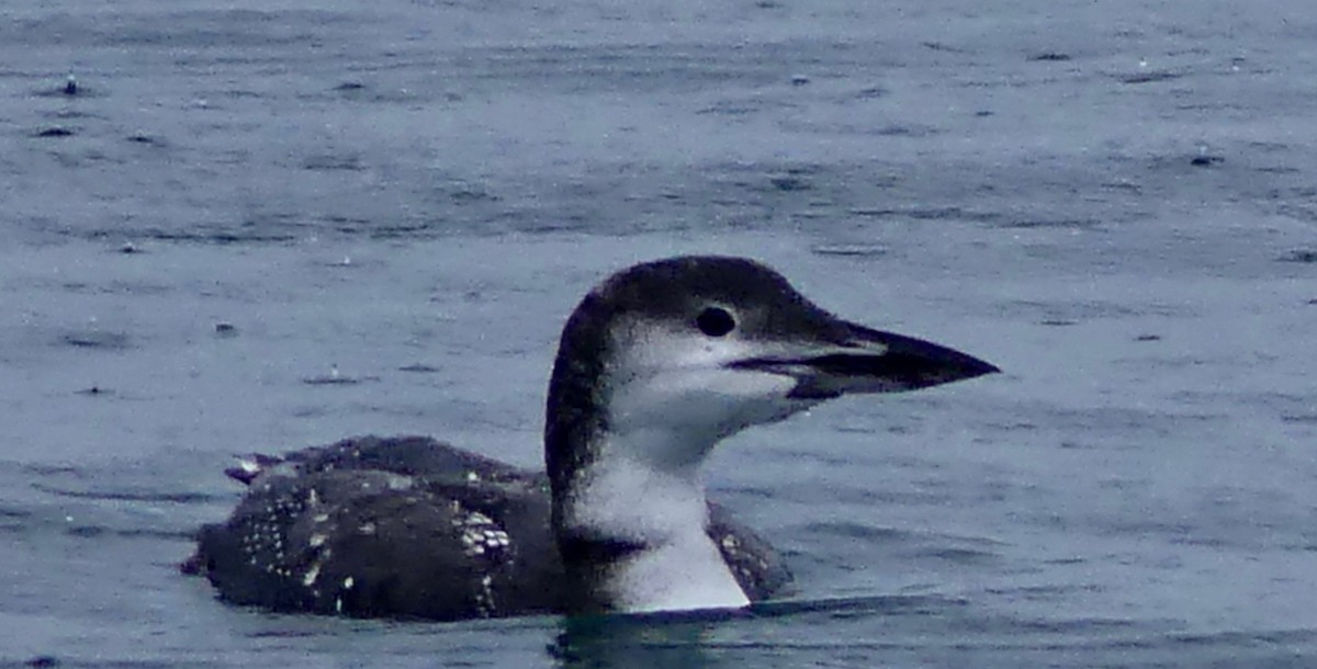 Common Loon - ML381483601