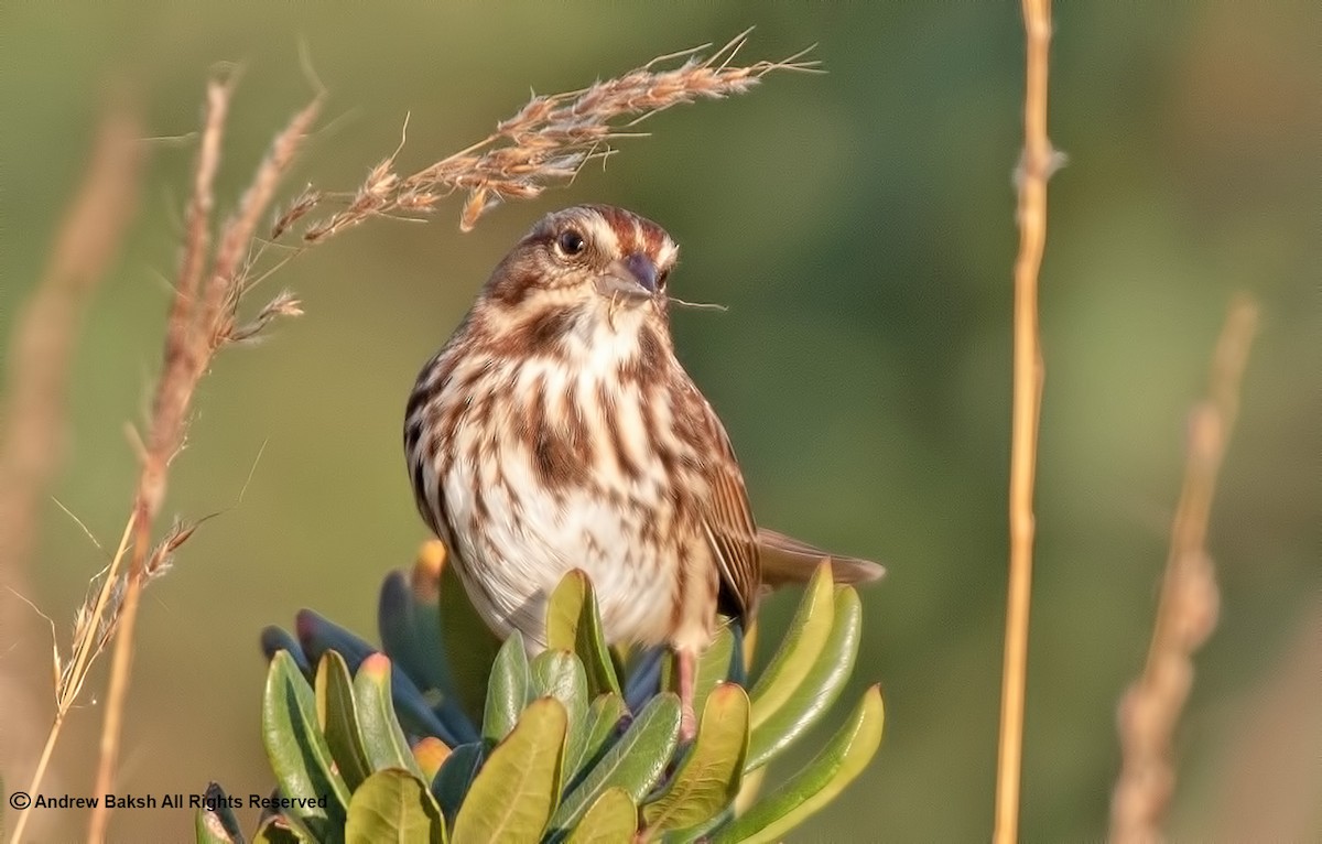 Song Sparrow - Andrew Baksh