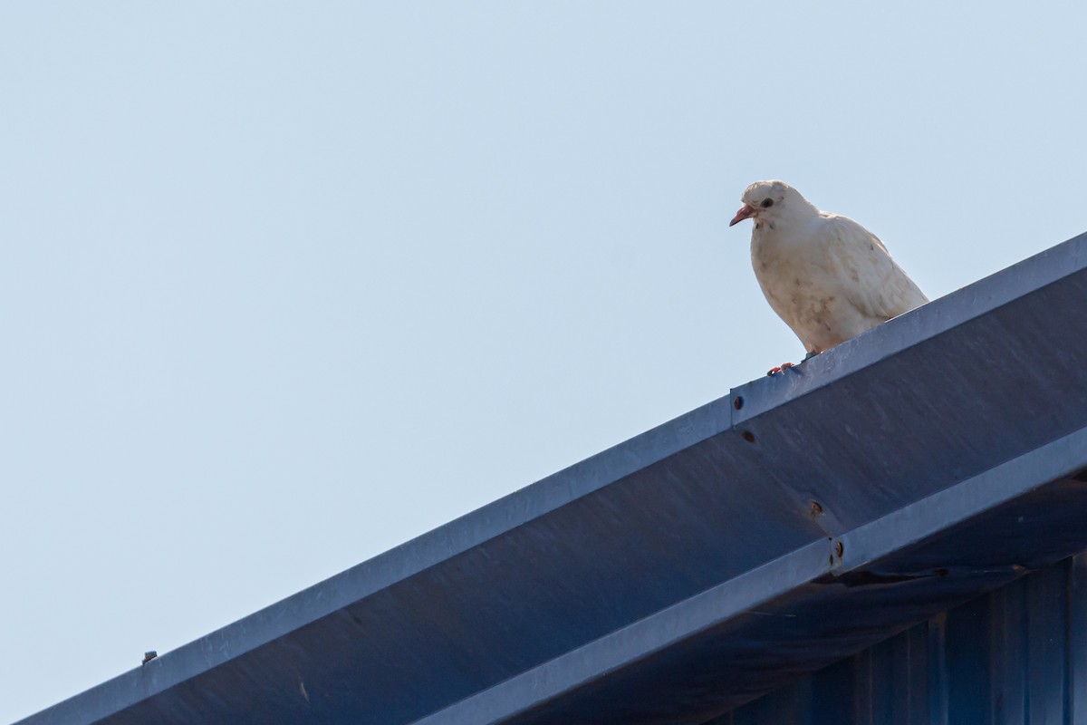 Rock Pigeon (Feral Pigeon) - ML381486901