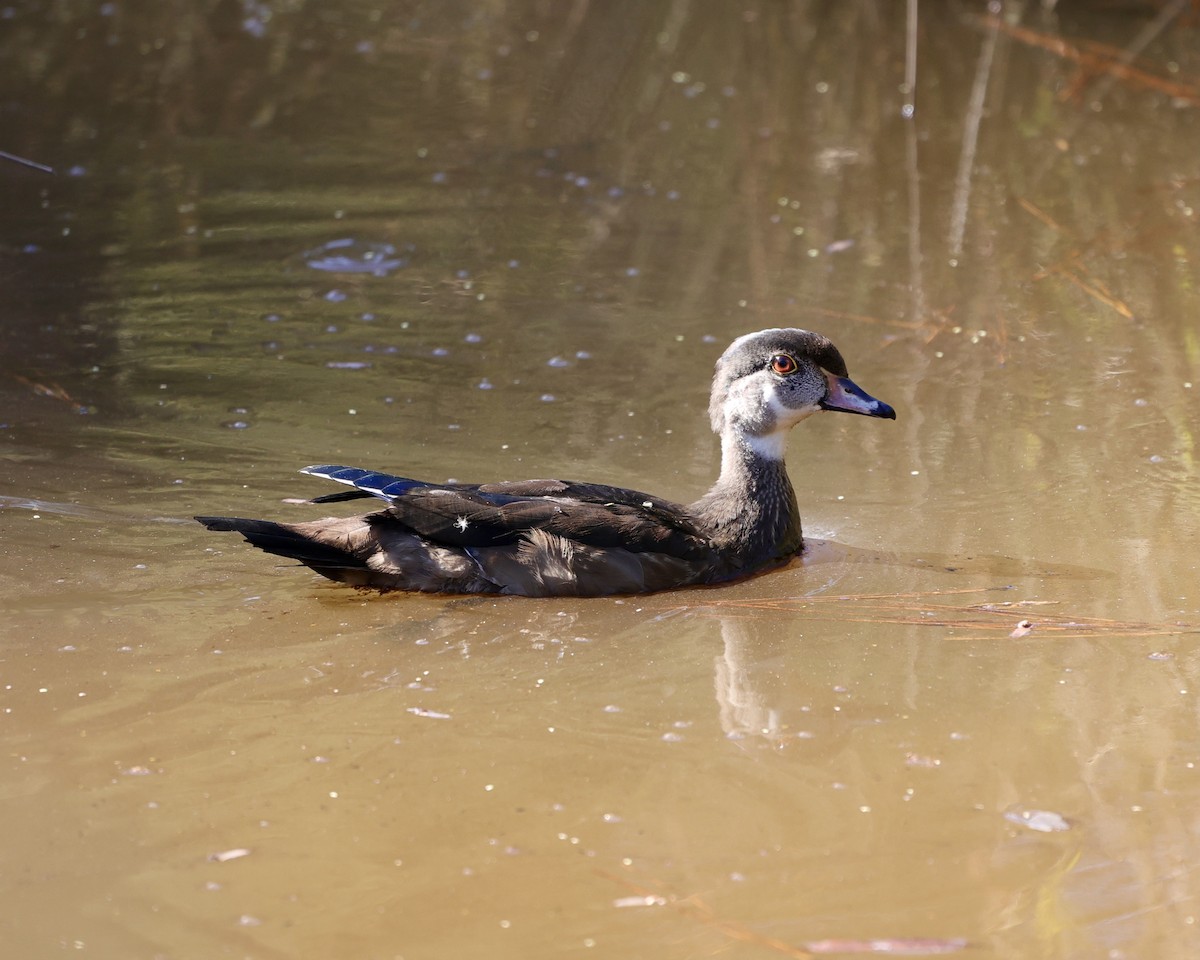 Wood Duck - ML381487461