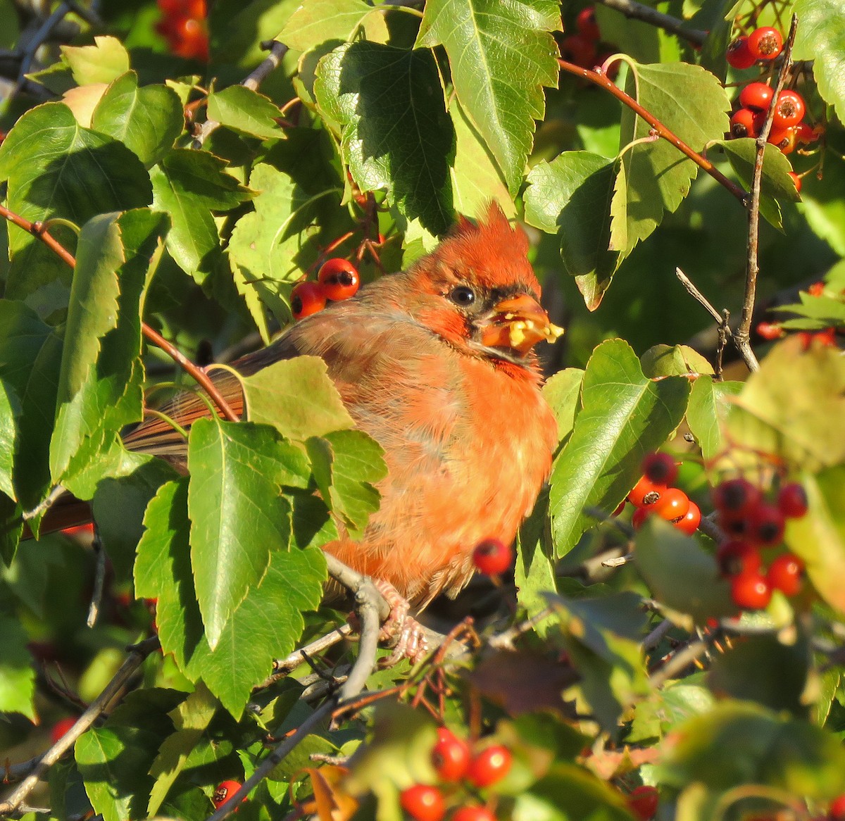 Northern Cardinal - Eric D Gyllenhaal