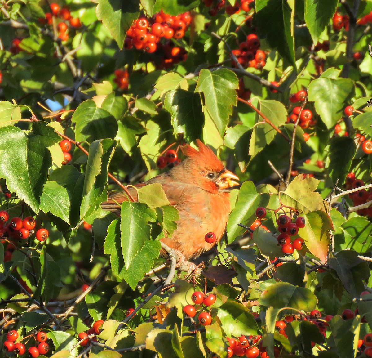 Northern Cardinal - ML381488061