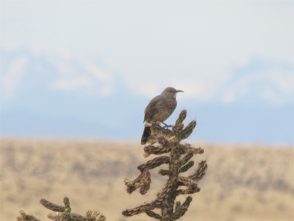 Curve-billed Thrasher - ML381488091