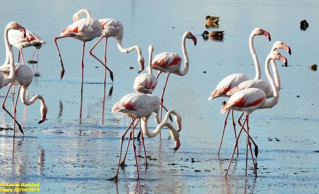 Greater Flamingo - ML38148841