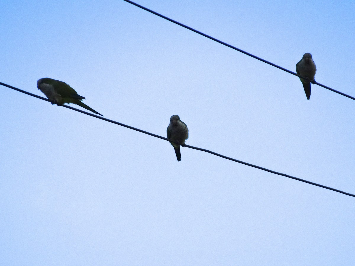 Monk Parakeet - ML38149011