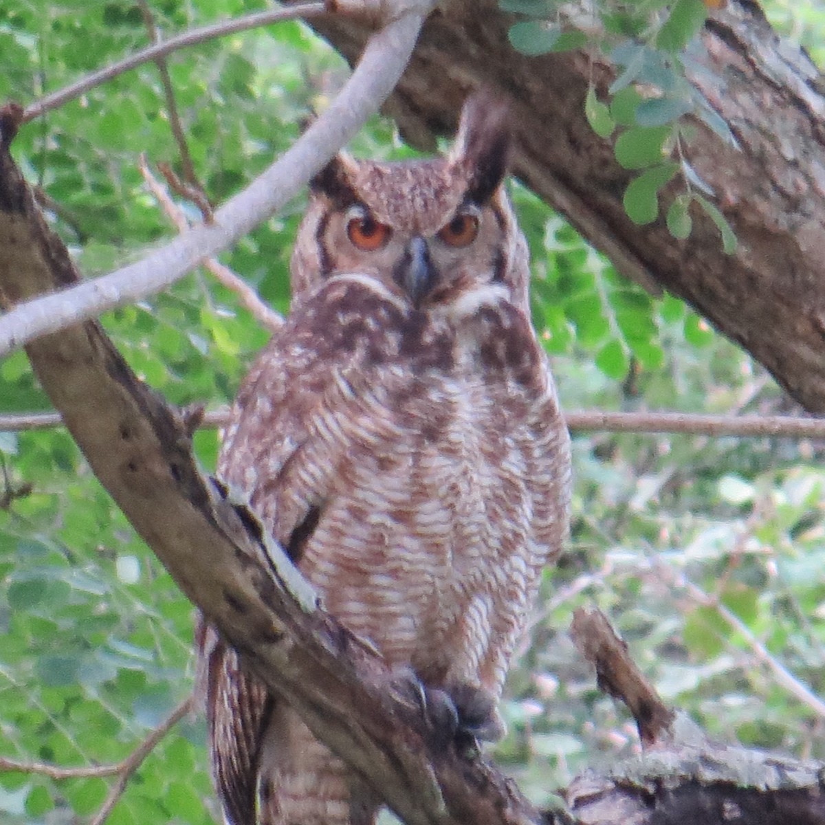 Great Horned Owl - ML38149101