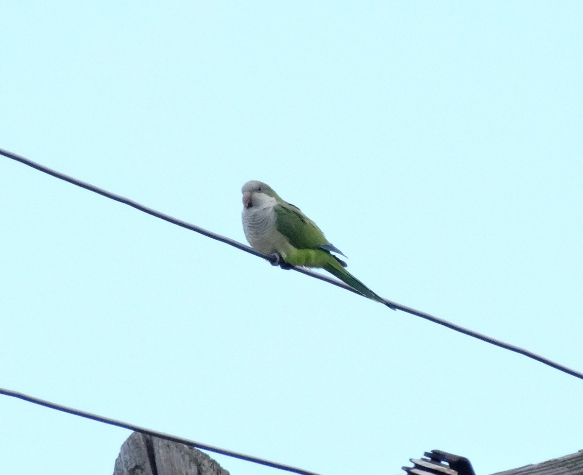 Monk Parakeet - ML38149121