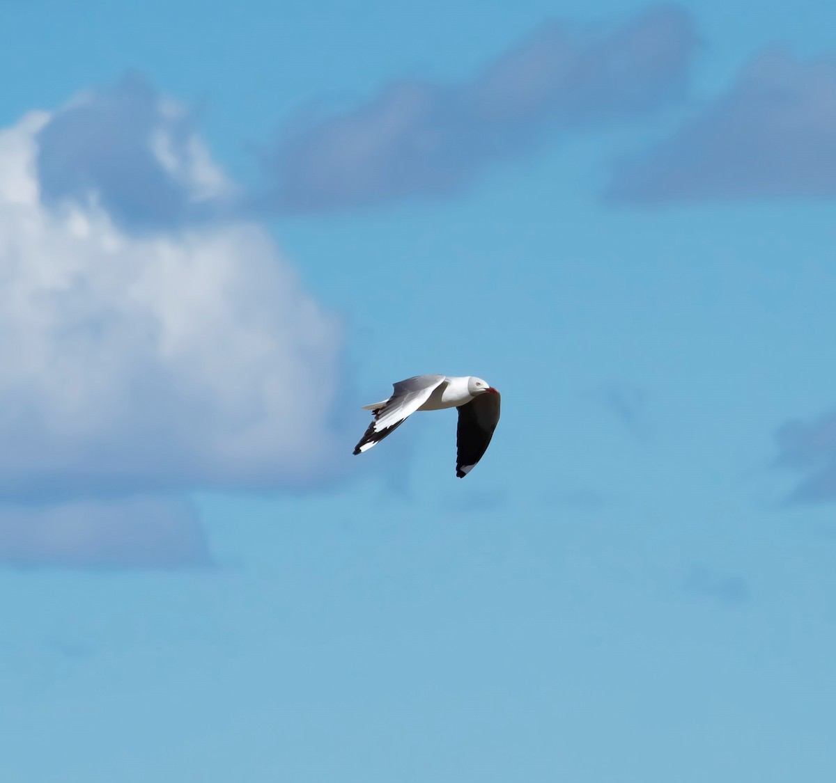 Gray-hooded Gull - ML381491231